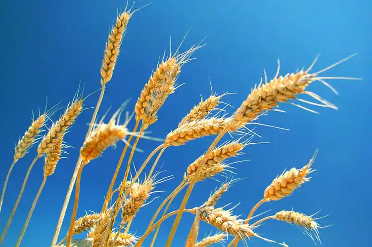 成熟,小麦,蓝天,麦穗,清晰,晴天_高清图片_全景视觉