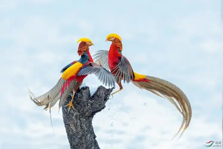 节日快乐!---红腹锦鸡(荣获首页精华) - 湖北版 hubei 鸟网