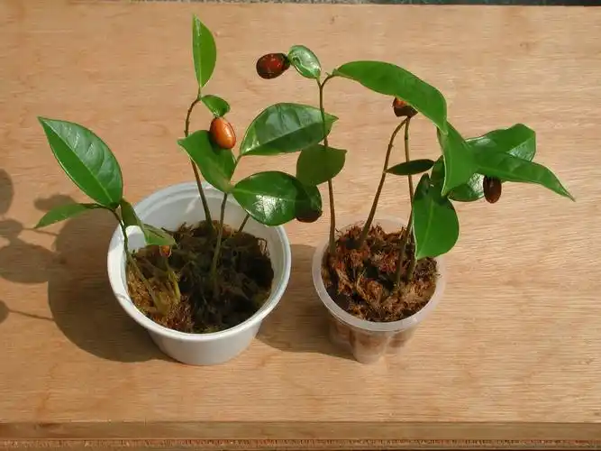 荔枝       不过我还是吃完果肉, 主要是想取出种子,  试著让它们发芽