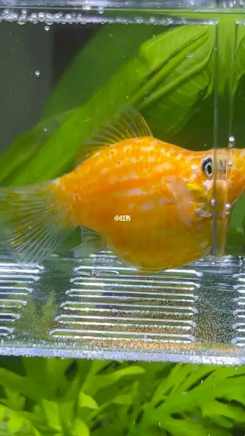 胎生鱼玛丽球鱼生宝宝求求你快点生吧