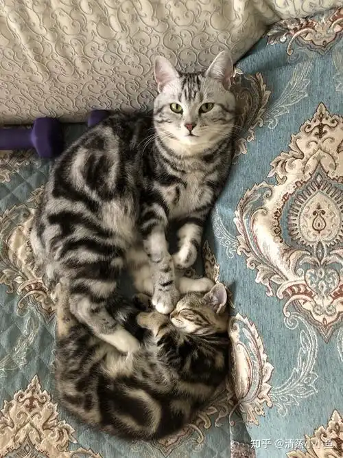 美短还是狸花猫呢