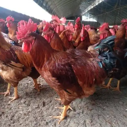 山东九斤红鸡苗批发济南红玉鸡苗孵化场四川眉山九斤黄鸡苗养殖黄杂