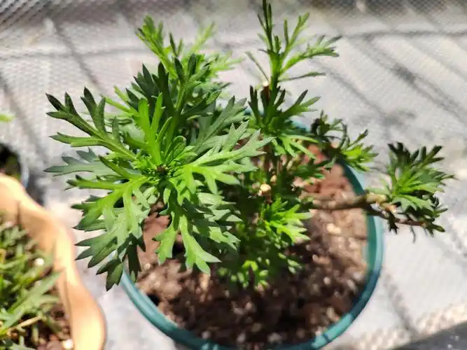 它给了我意外的惊喜070707#玛格丽特花