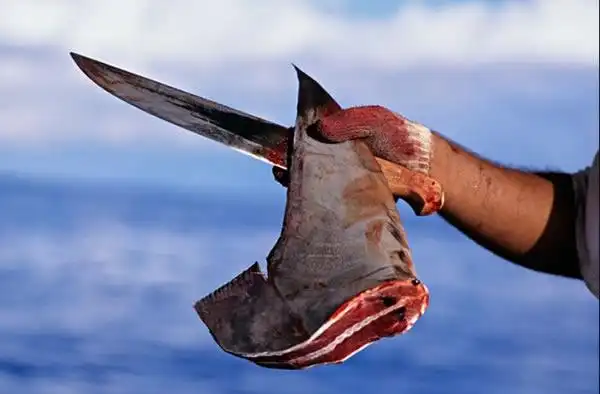 freshly cut dorsal fin of scalloped hammerhead shark (sphyrna