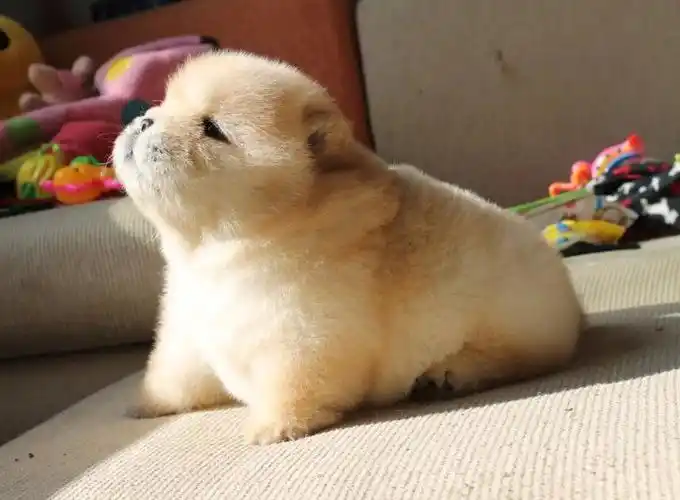 自家狗场繁殖纯种 松狮犬 多窝可挑选