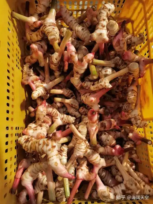 泰国南姜新鲜出炉,原生态山姜 - 知乎