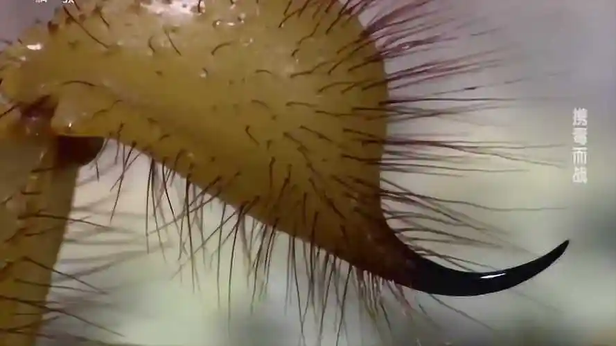 自然传奇才发现原来蝎子是有眼睛啊这么小根本看不见