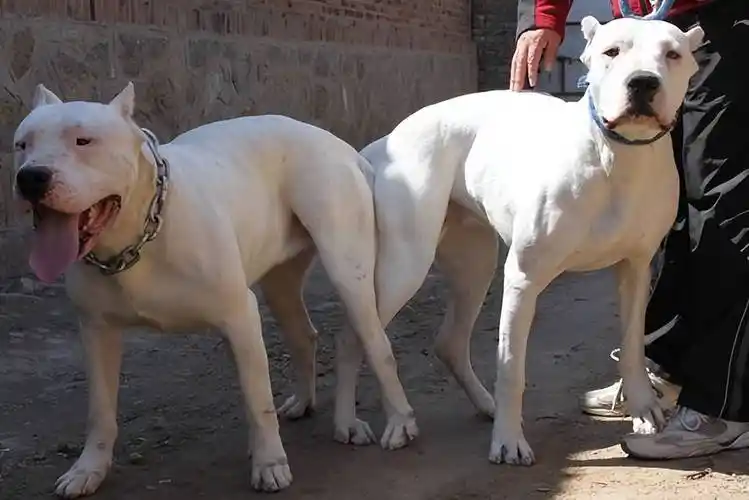 之所以能实现这种长时间的"闭锁阶段",主要是因为雄性狗子特别的生殖