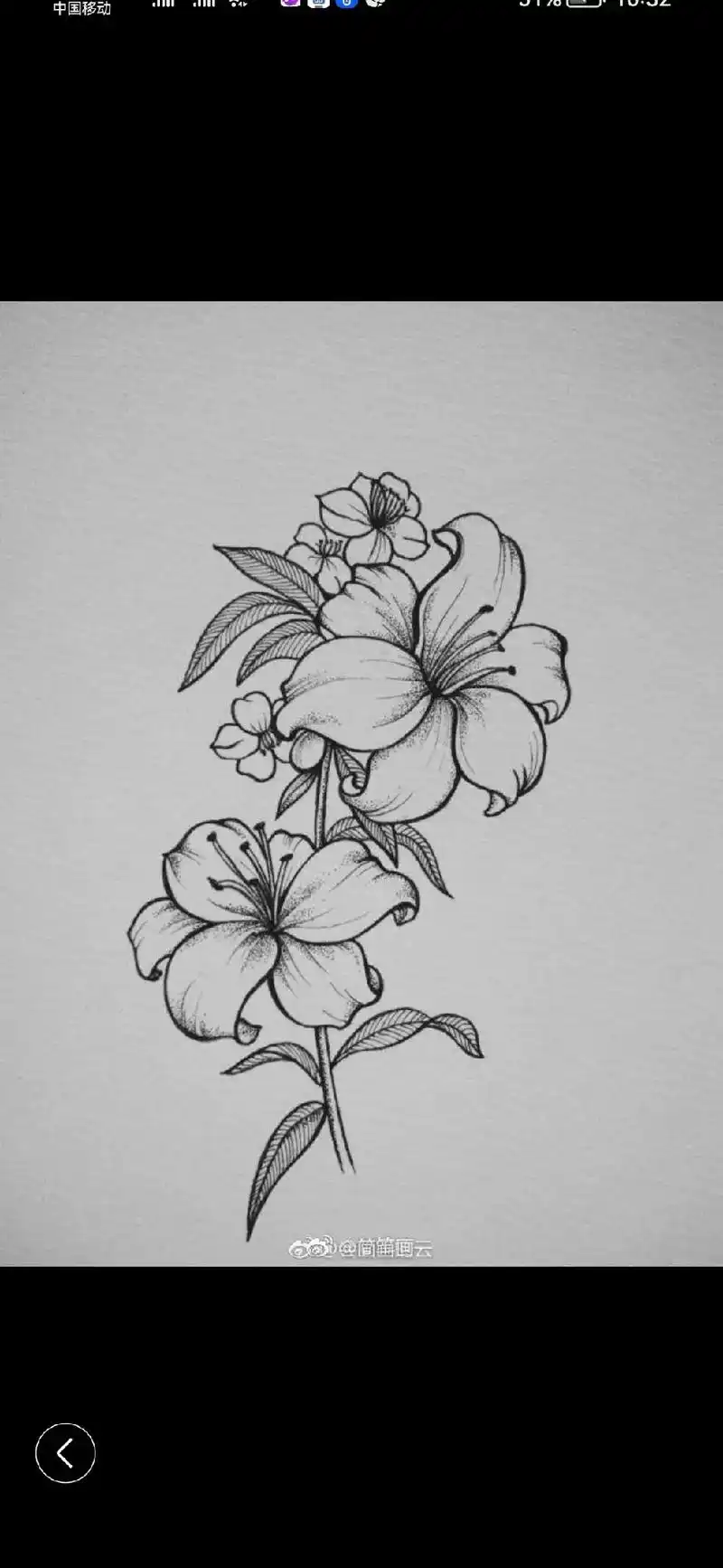 2018.1027 素描花朵 小红书 @初步素描学者|小红书 - 抖音