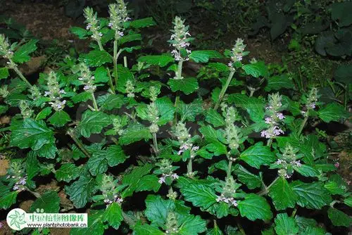 别名苦草,其功效是止咳,化痰,清热,凉血,消肿解毒.