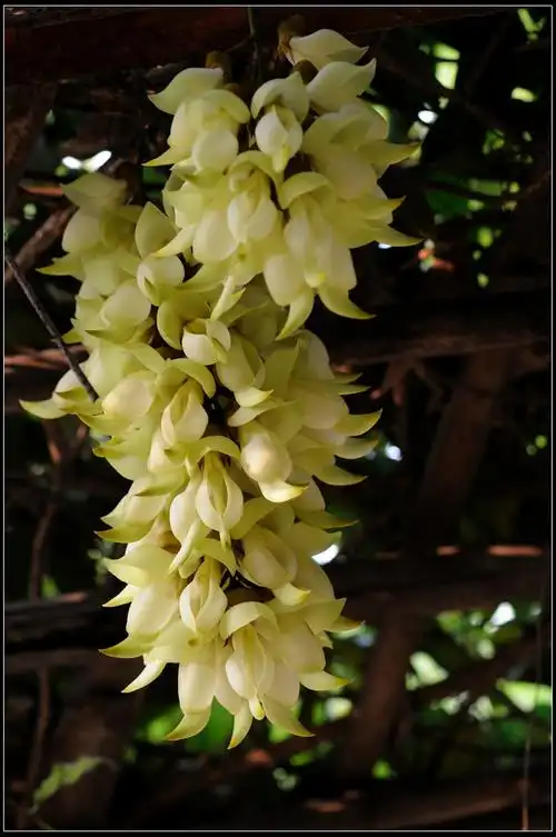 非常漂亮的朱雀花