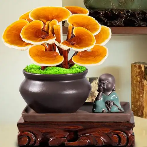 灵芝盆景赤灵芝观赏盆栽活体植物室内客厅办公室好养桌面绿植摆件