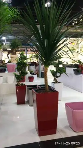 焦作花卉市场花花公子高端自吸花盆盆栽专卖店