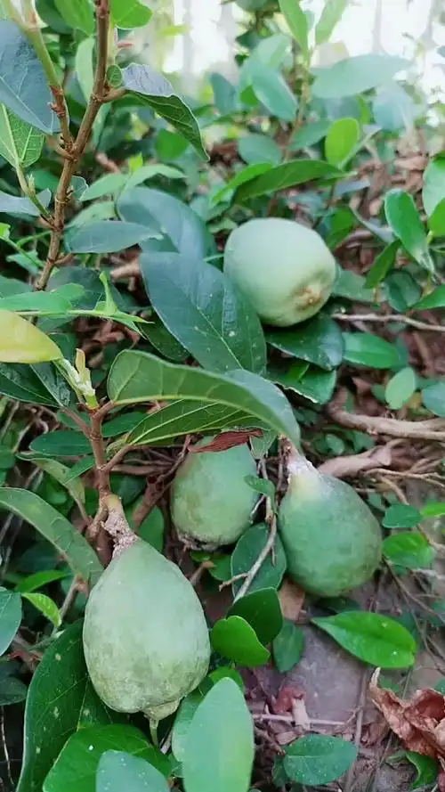 认识中草药#野生凉粉果