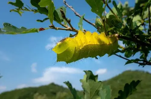 各品种秋蚕,千姿百态,引起大家的兴趣.