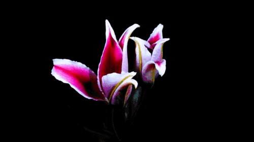 560_315gif 动态图 动图