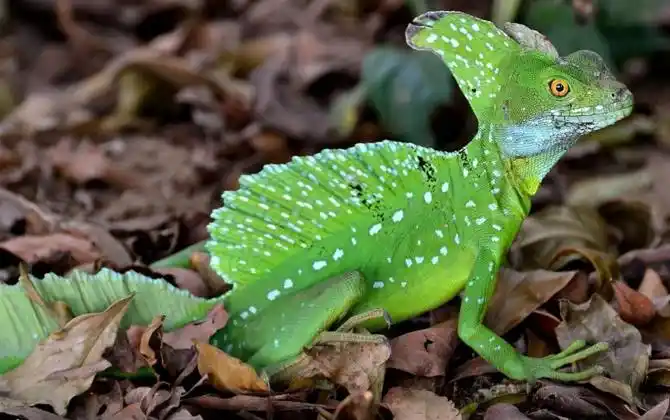 这种头顶绿色双冠的胆小蜥蜴,是如何炼成"水上漂"这门功夫的?