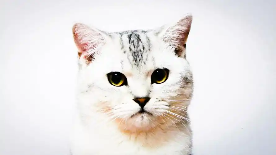 养一只银渐层鱼骨斑是怎样的体验