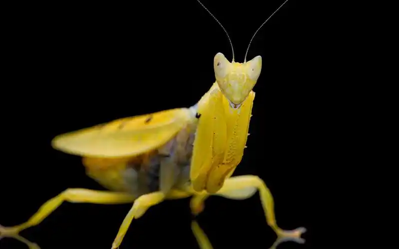 micro beast | 花朵一般的黄花螳螂