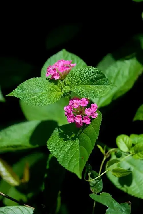 45新浪博客好友植物摄影作品集锦振文专辑2019年第二辑