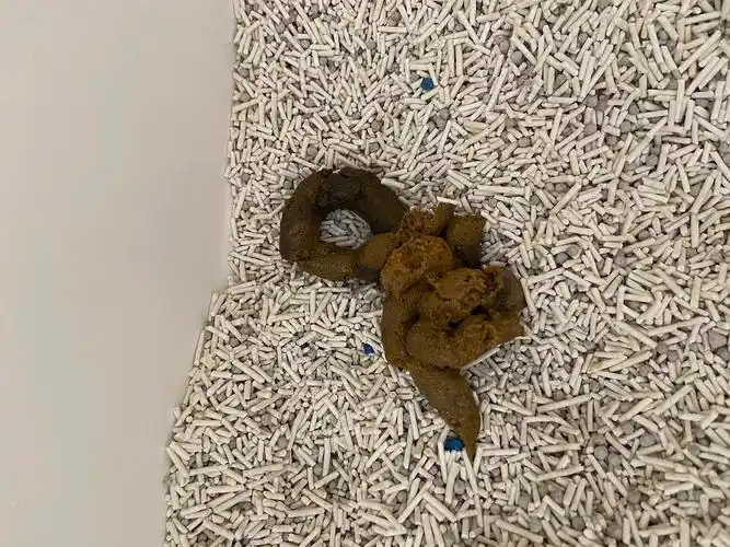 【讨论】崽粪便颜色变黄 似乎有颗粒物(内有图)