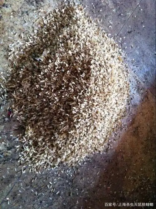 一,白蚁习性 白蚁,繁殖快,危害性大,喜食植物和木材的纤维素及人工