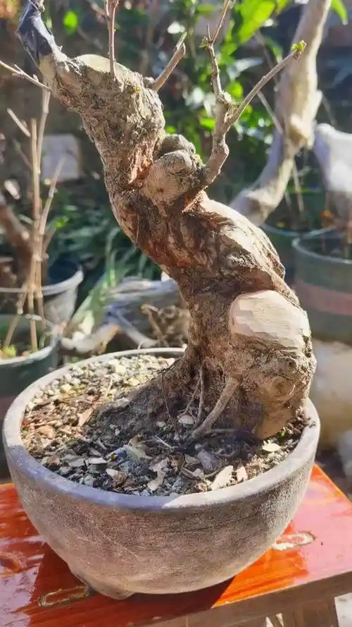 盆景 山里红 天气好拿出来打理一下-度小视