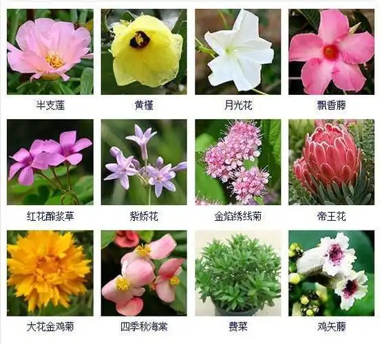花友们都想拥有的432种常见花名大全可以自己打造一个花园
