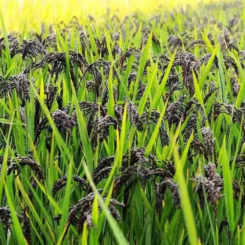 长期喝黑米粥会给身体带来什么好处?医生建议:这几种人不宜多吃