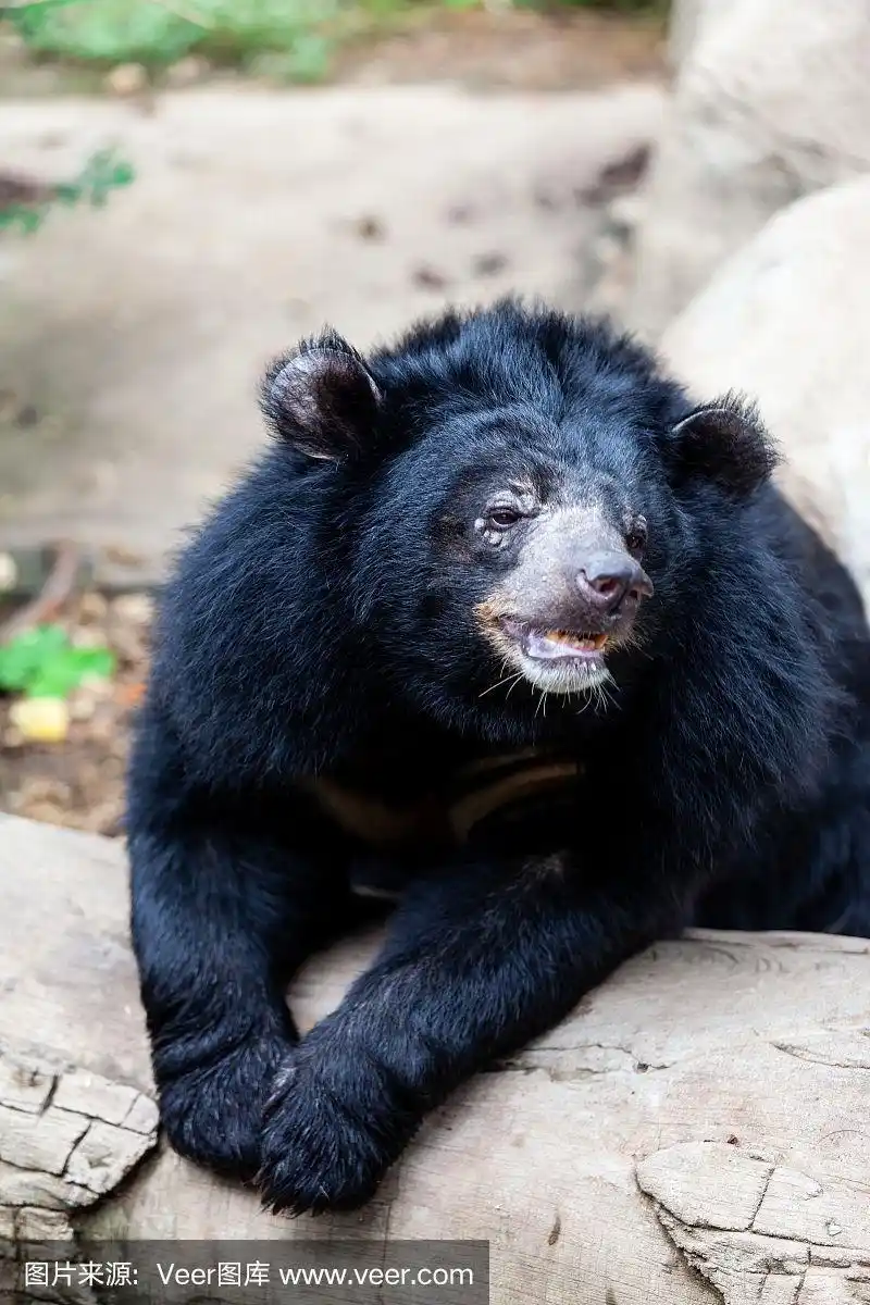 亚洲大黑熊.危险,哺乳动物.