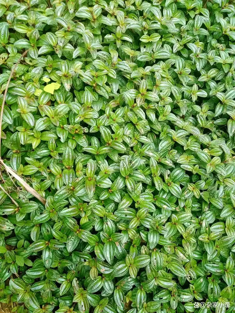 野生地菍草有没有作用价值?看看老中医怎么说