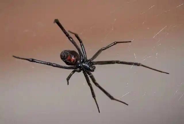 地球上10大毒蜘蛛,第一攻击性极强会致命,你知道几种?