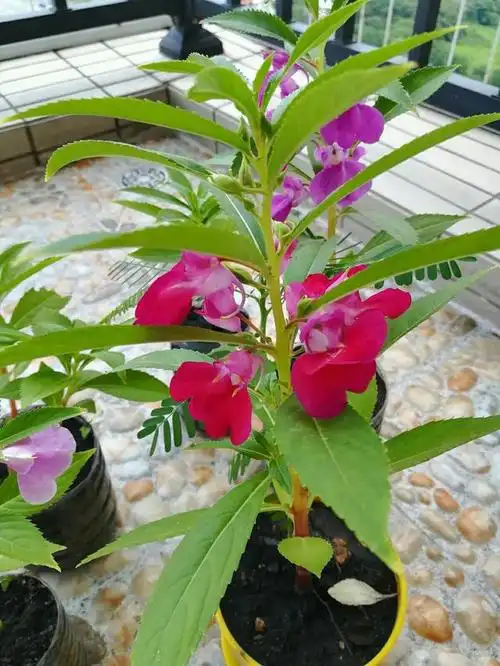 凤仙花,别名指甲花,小桃红等,因其娇艳的花色和独特的形态而深受园艺