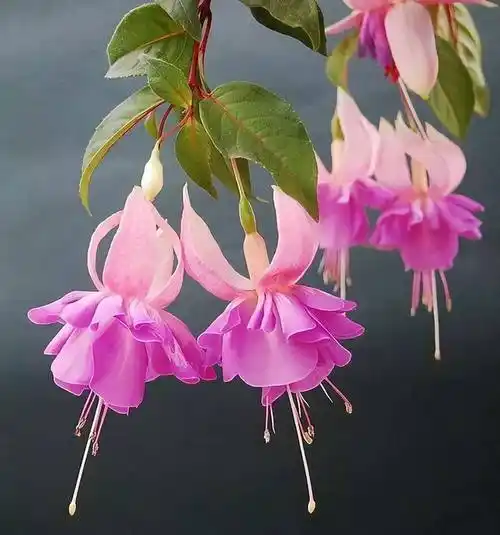 欣赏|倒挂金钟花,美的动人._繁殖_爱情_清水