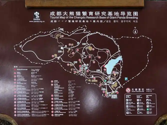 游成都大熊猫繁育研究基地