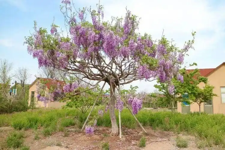 紫藤树
