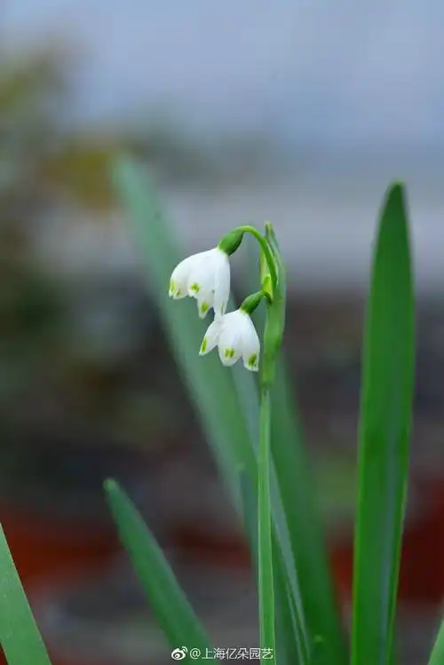 植物百科# 雪片莲,又称雪滴花属雪钟属. 来自花花铲土君 - 微博