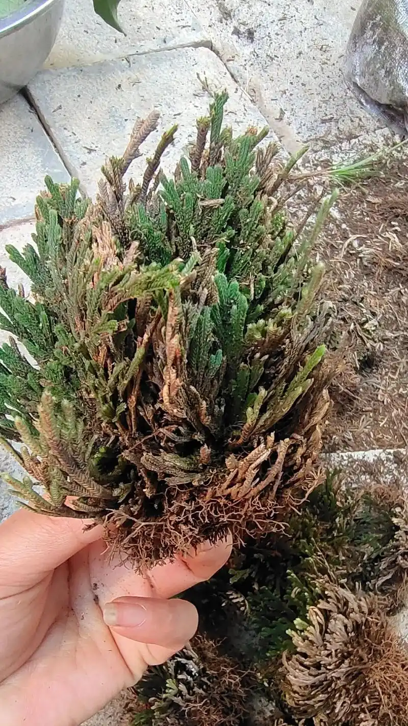 中草药 神仙一把抓,又叫卷柏,九死还魂草91,知道功效的可 - 抖音