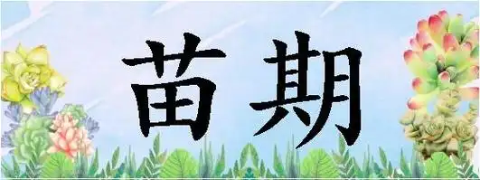 拼音miáo qī简体苗期繁体苗期