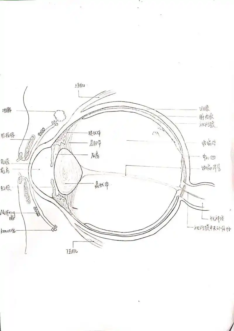 手绘|眼球剖面图 学校作业,第一次画,提点建议叭