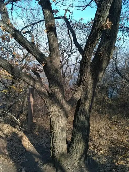 "搭桥"的小叶柞树