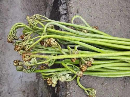 鸡爪子菜,有吃过吗?干的更好吃.