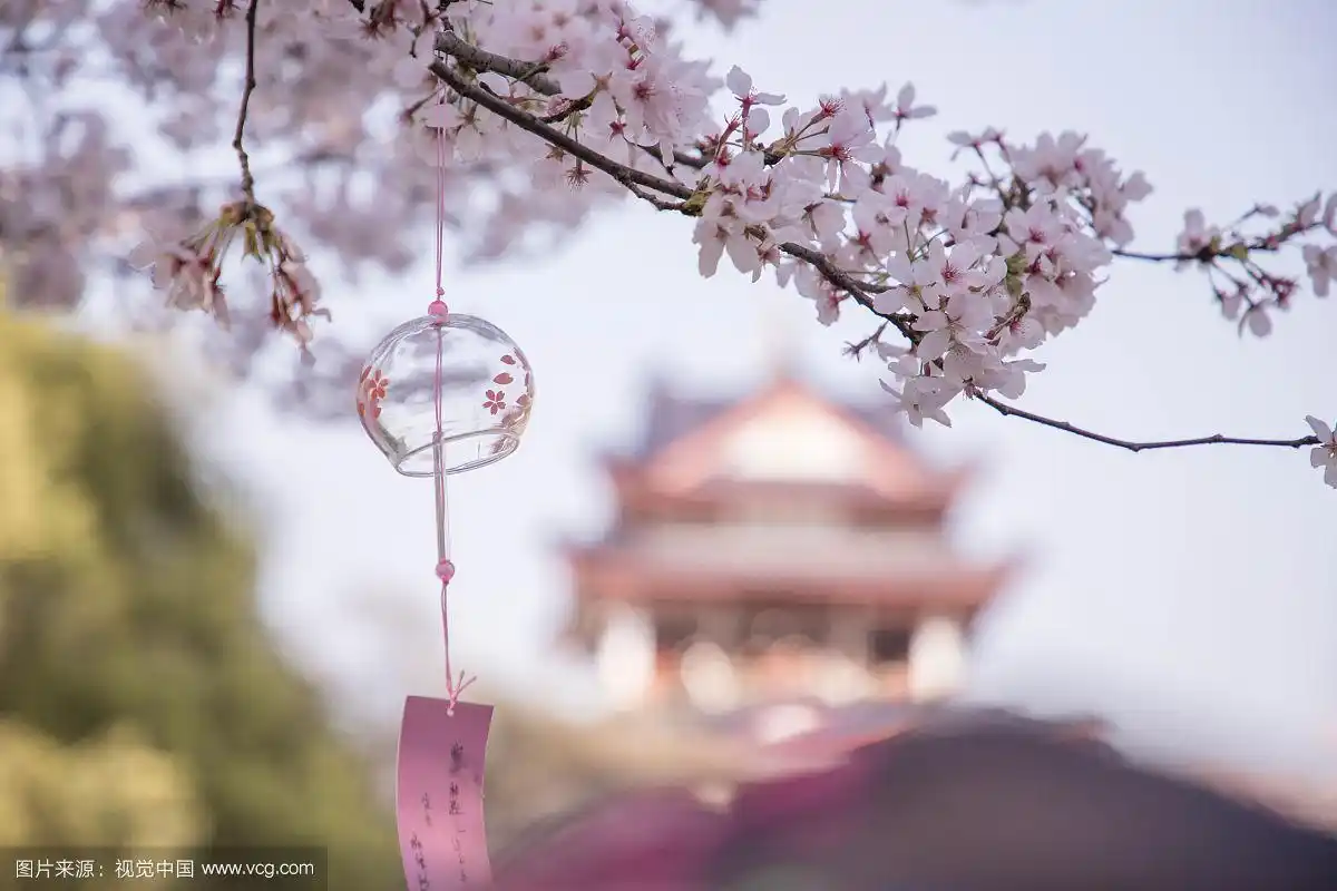 樱花与风铃