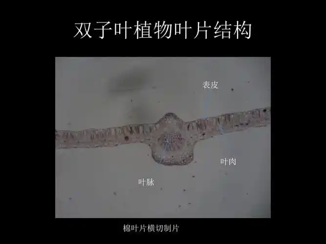 双子叶植物叶片结构 37页ppt文档