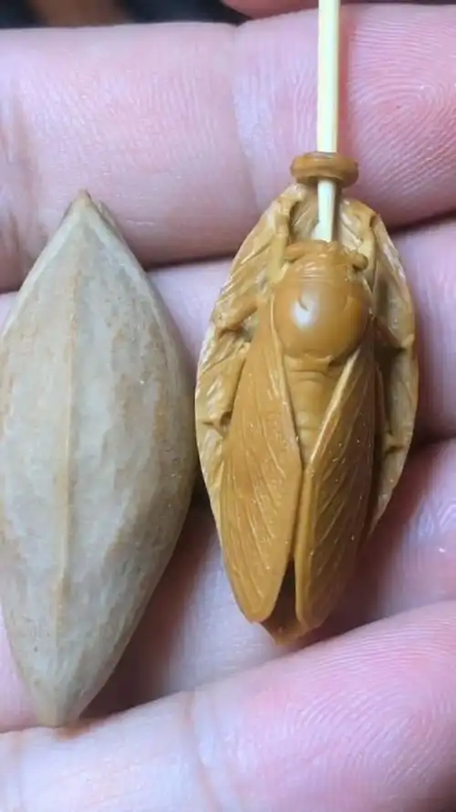橄榄核雕刻一夜成名蝉,非常漂亮