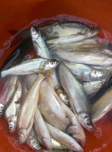 野生柳叶4斤1斤1份鱼现餐条河鱼蓝刀白条淡水鱼类