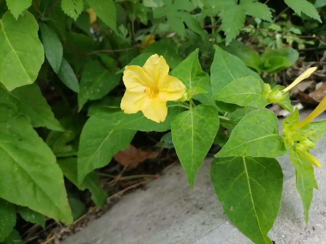 我们这里的叫它粉果花,小时和同小伙伴,将花拆下来捣碎擦在脸上,手