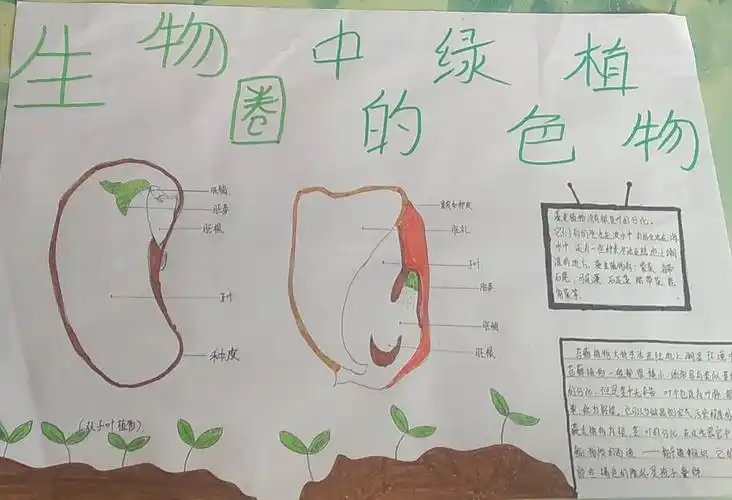 七年五班生物第二期手抄报:生物圈中的绿色植物