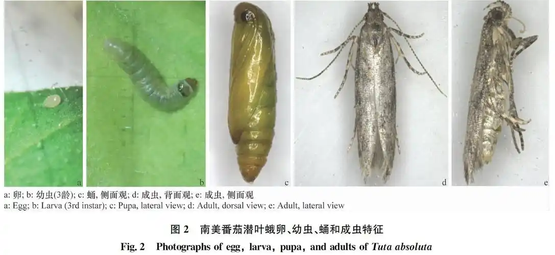 警惕南美番茄潜叶蛾tutaabsolutameyrick在中国扩散