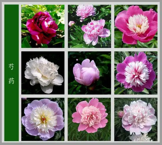 【转载】最全最美的【百花图谱】值得收藏 !